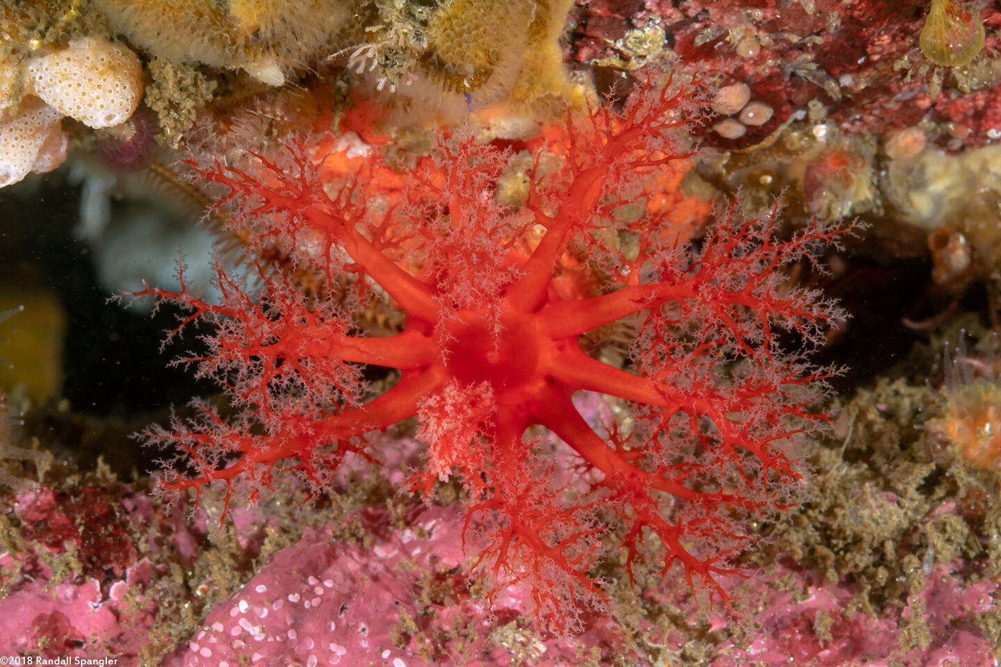 Psolus chitonoides (Slipper Sea Cucumber)