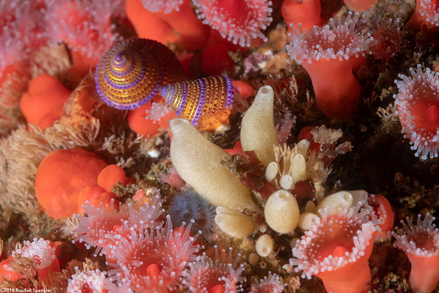 Leucilla nuttingi (Urn Sponge)