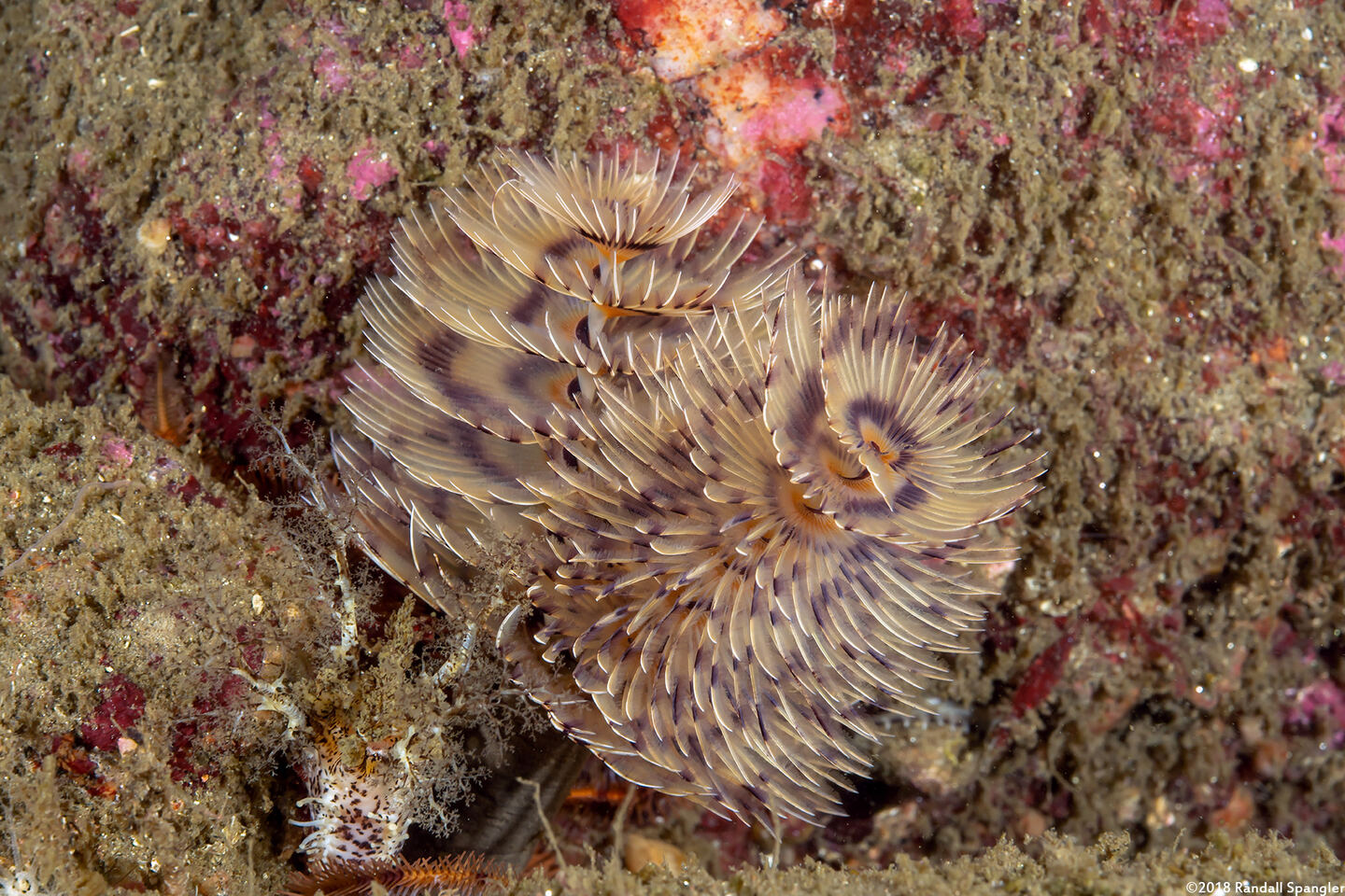 Bispira sp.4 (Bispira sp.4)