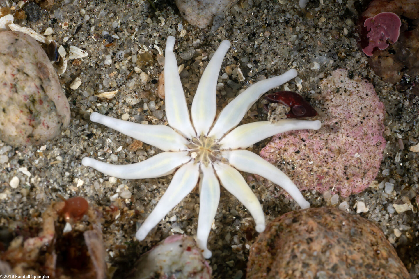Halcampa crypta (Cryptic Burrowing Anemone)