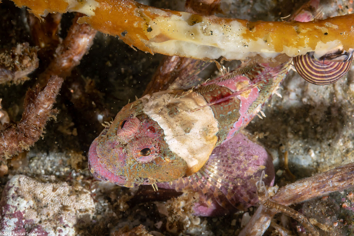 Artedius corallinus (Coralline Sculpin)