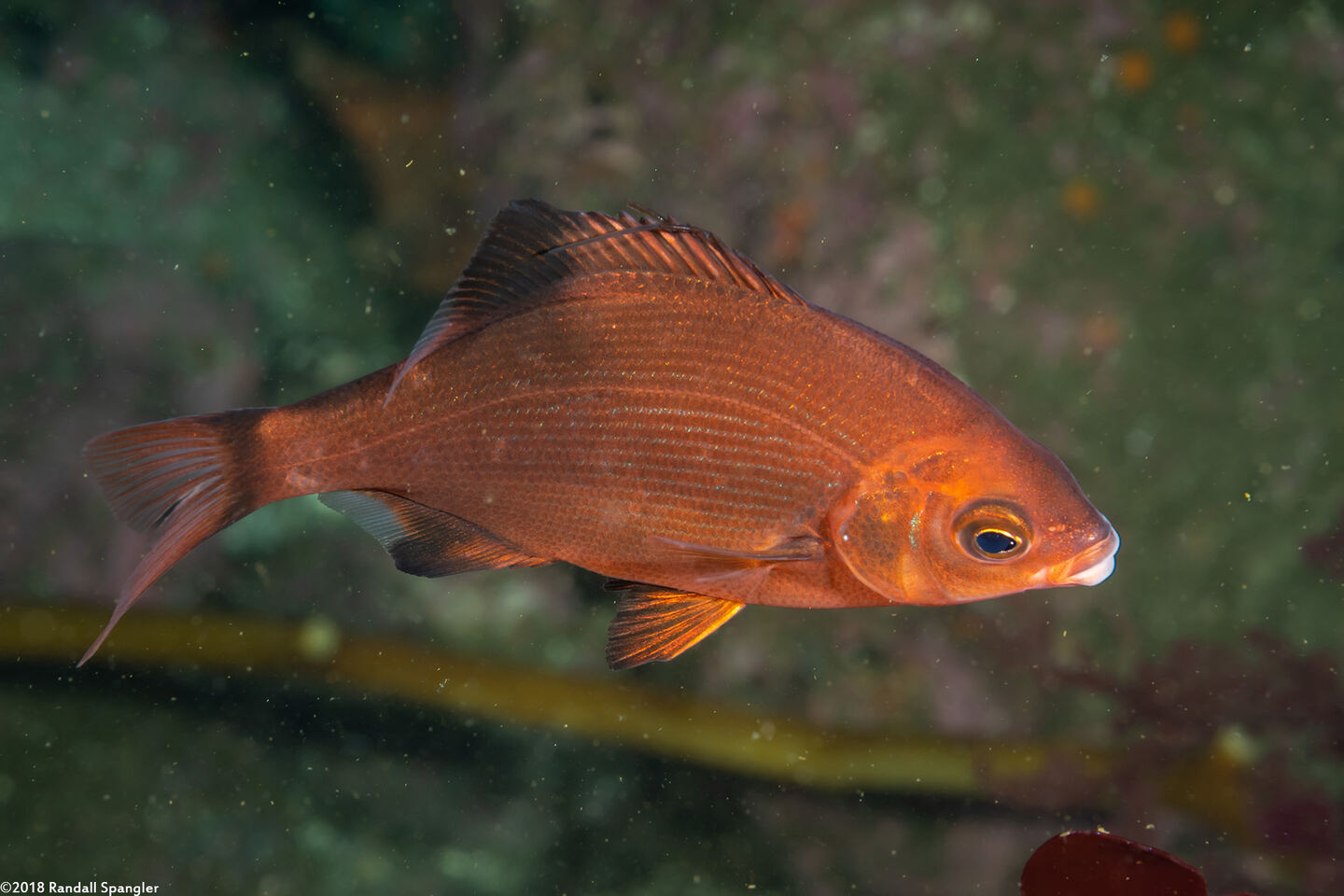 Embiotoca lateralis (Striped Seaperch)
