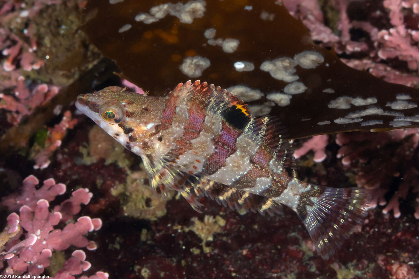 Oxylebius pictus (Painted Greenling)