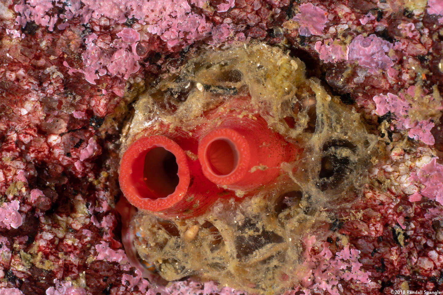 Hiatella arctica (Wrinkled Rock Borer)