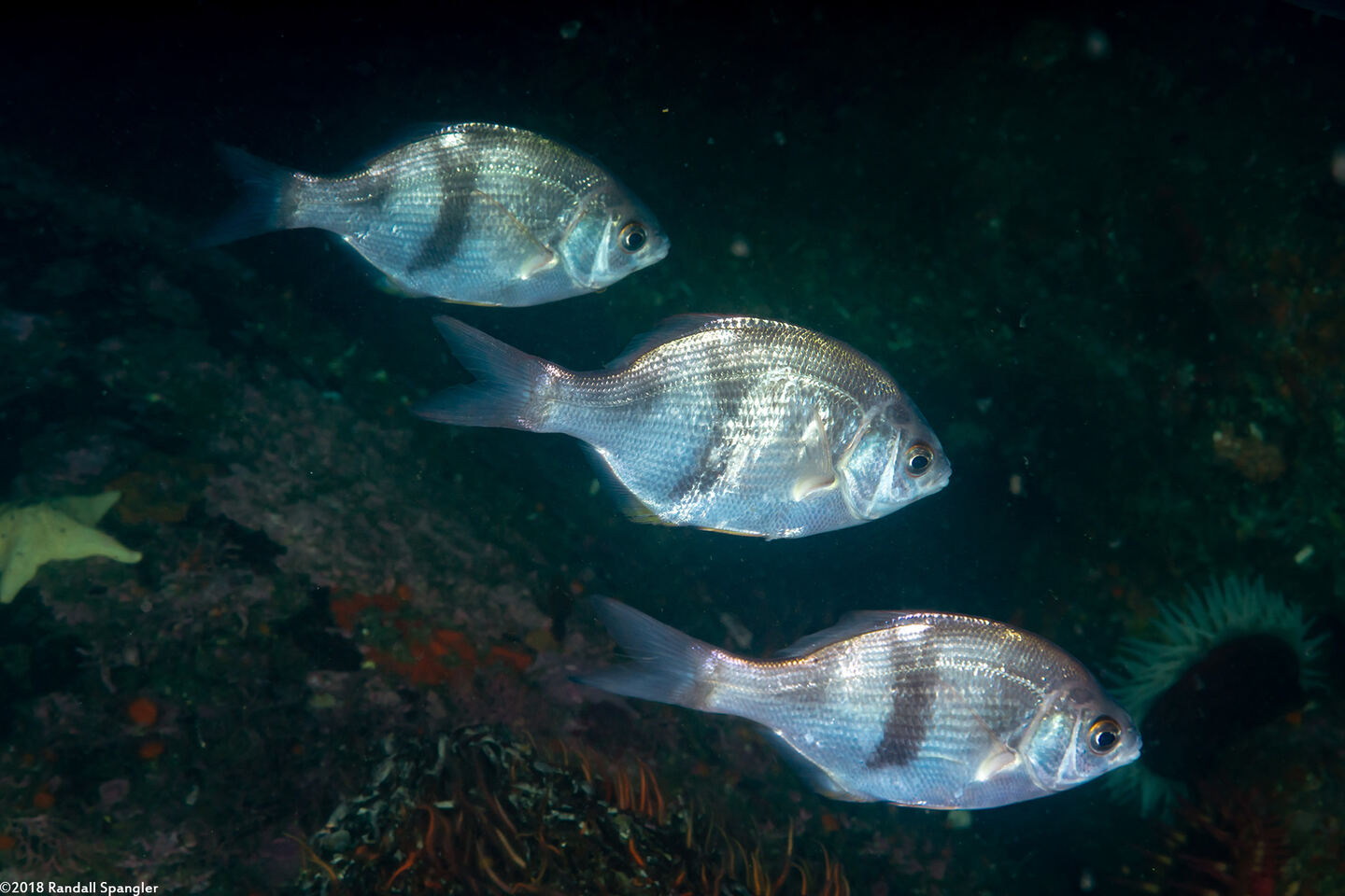 Rhacochilus vacca (Pile Perch)