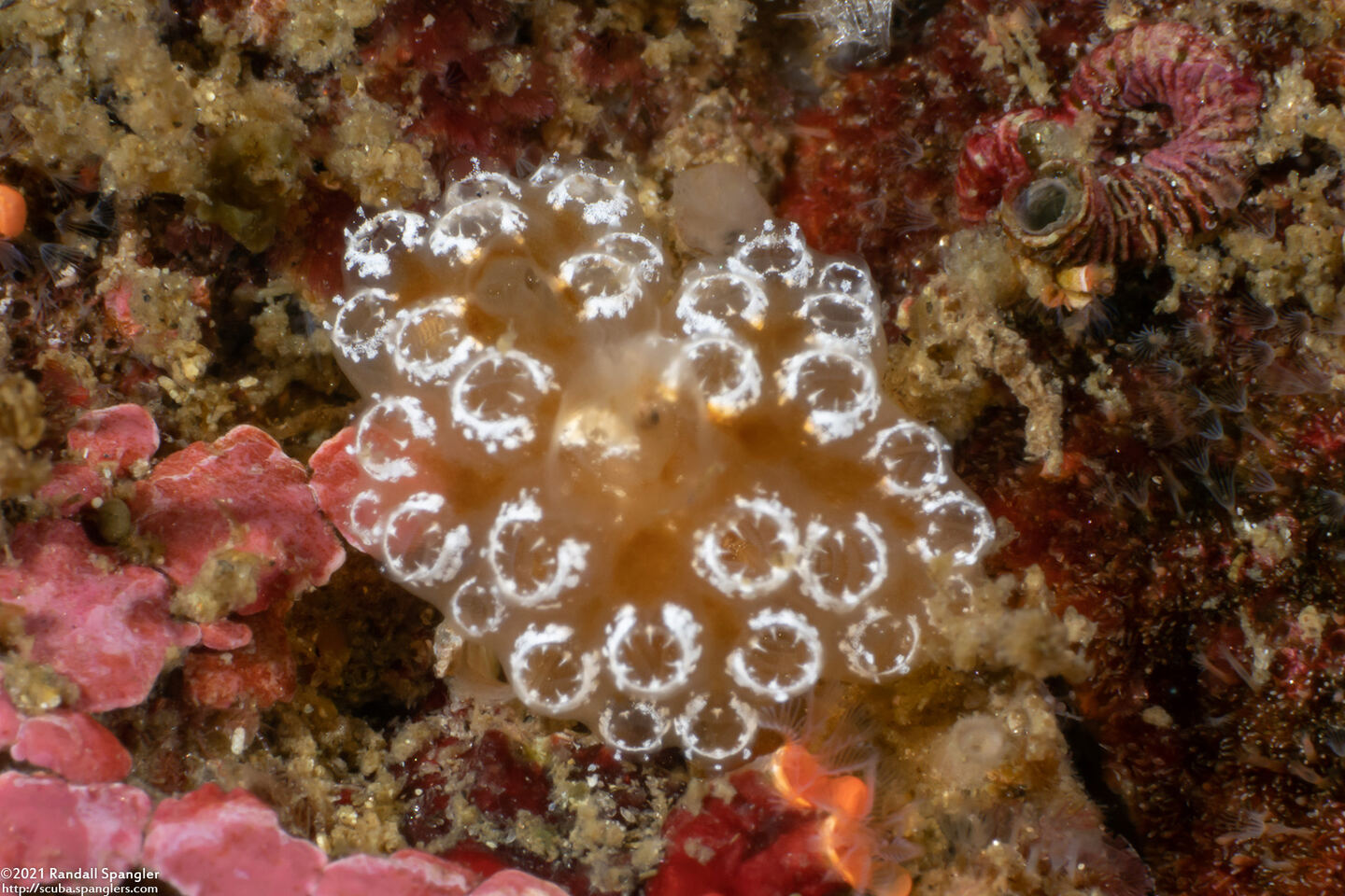 Distaplia occidentalis (Mushroom Ascidian)