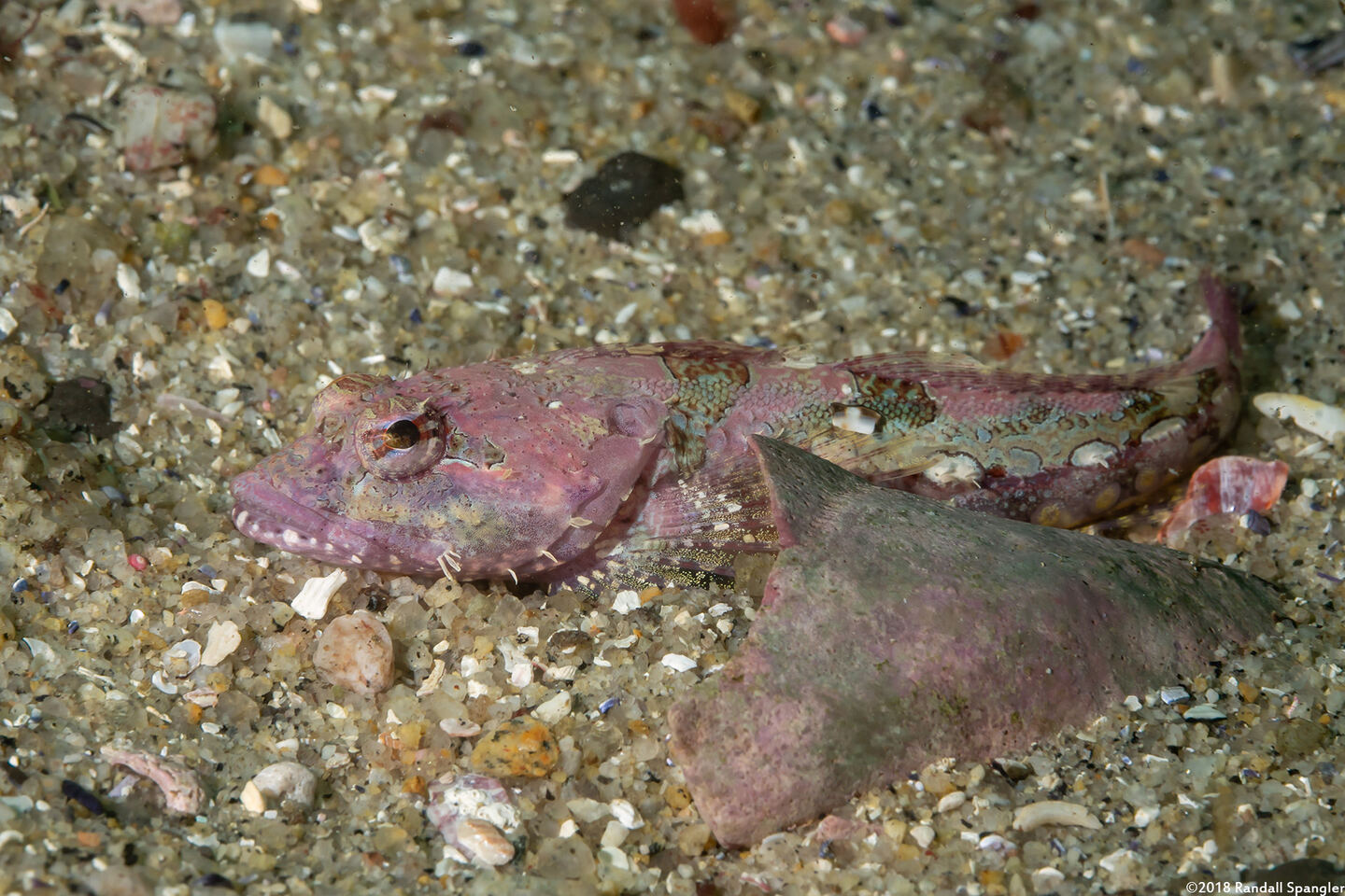 Artedius corallinus (Coralline Sculpin)