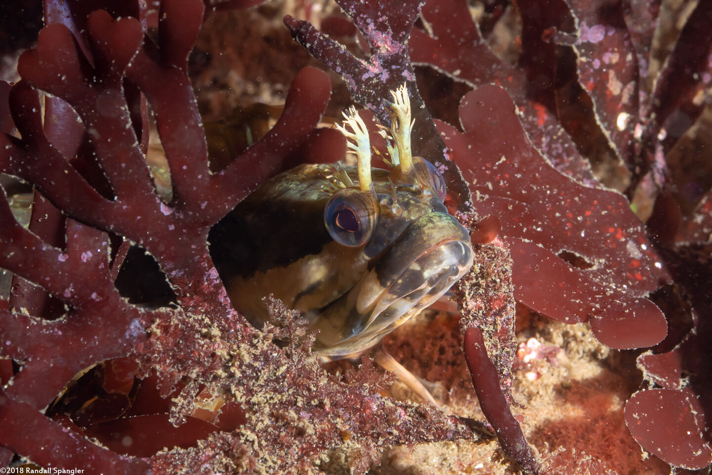 Neoclinus uninotatus (Onespot Fringehead)