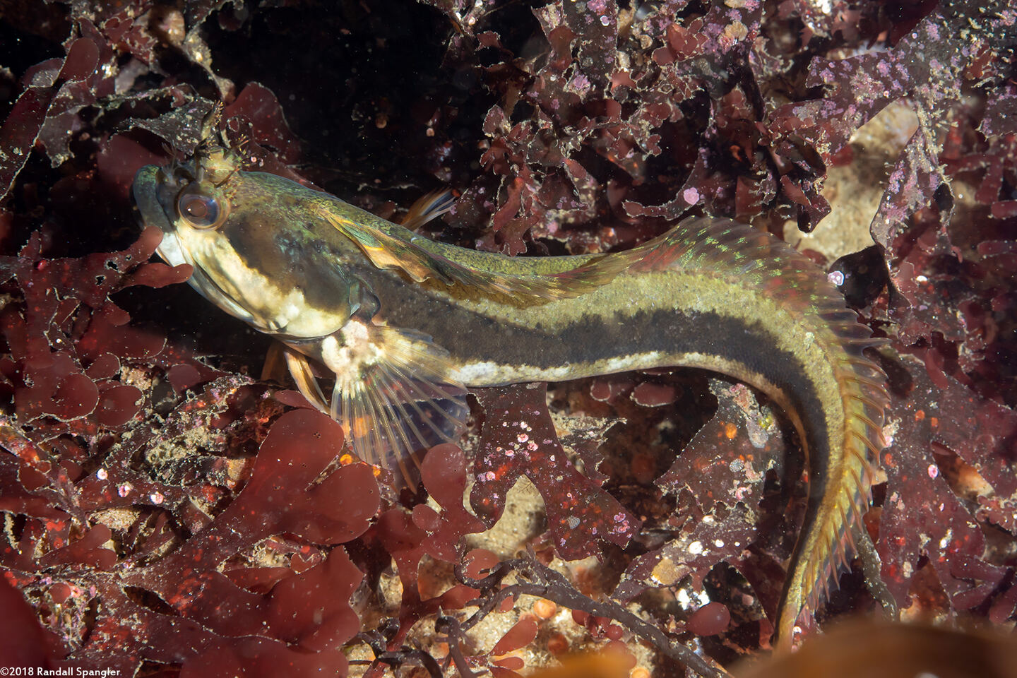 Neoclinus uninotatus (Onespot Fringehead)