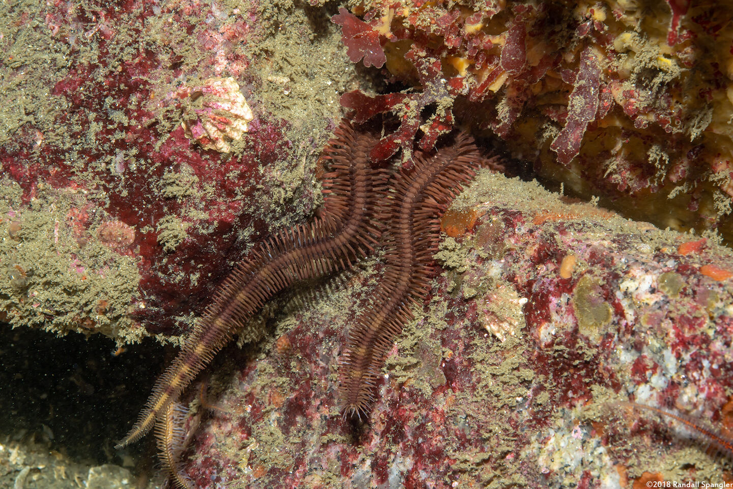 Ophiopteris papillosa (Flat-Spined Brittle Star)