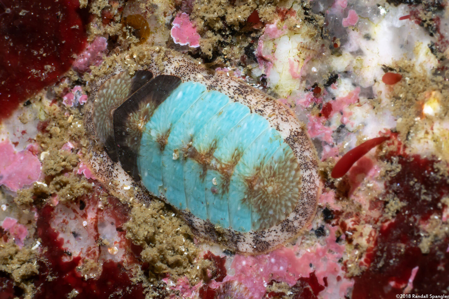 Lepidozona radians (Lepidozona Radians)