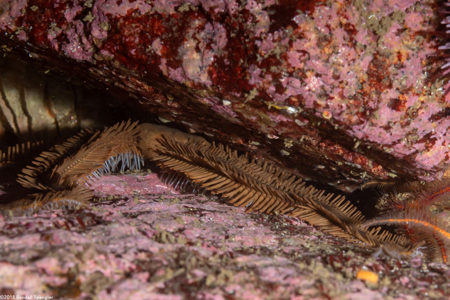 Ophiopteris papillosa (Flat-Spined Brittle Star)