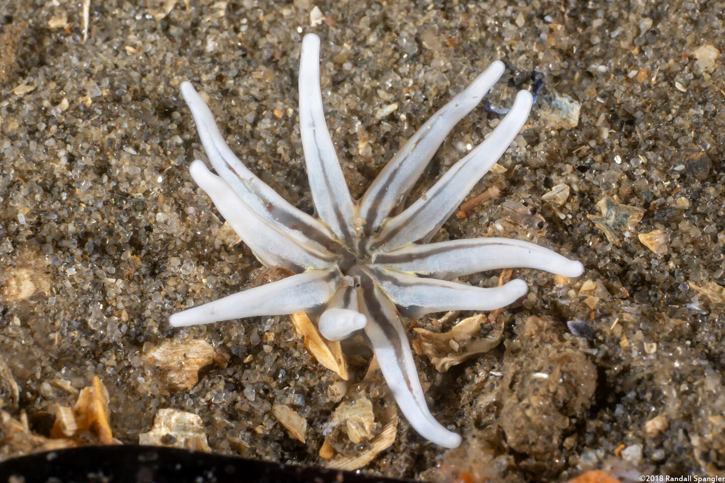 Halcampa crypta (Cryptic Burrowing Anemone)