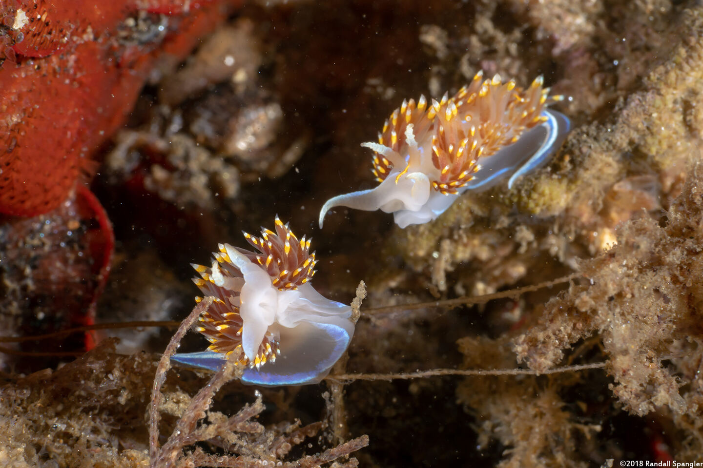 Hermissenda opalescens (Opalescent Nudibranch); Fighting.  The winner eats the loser.