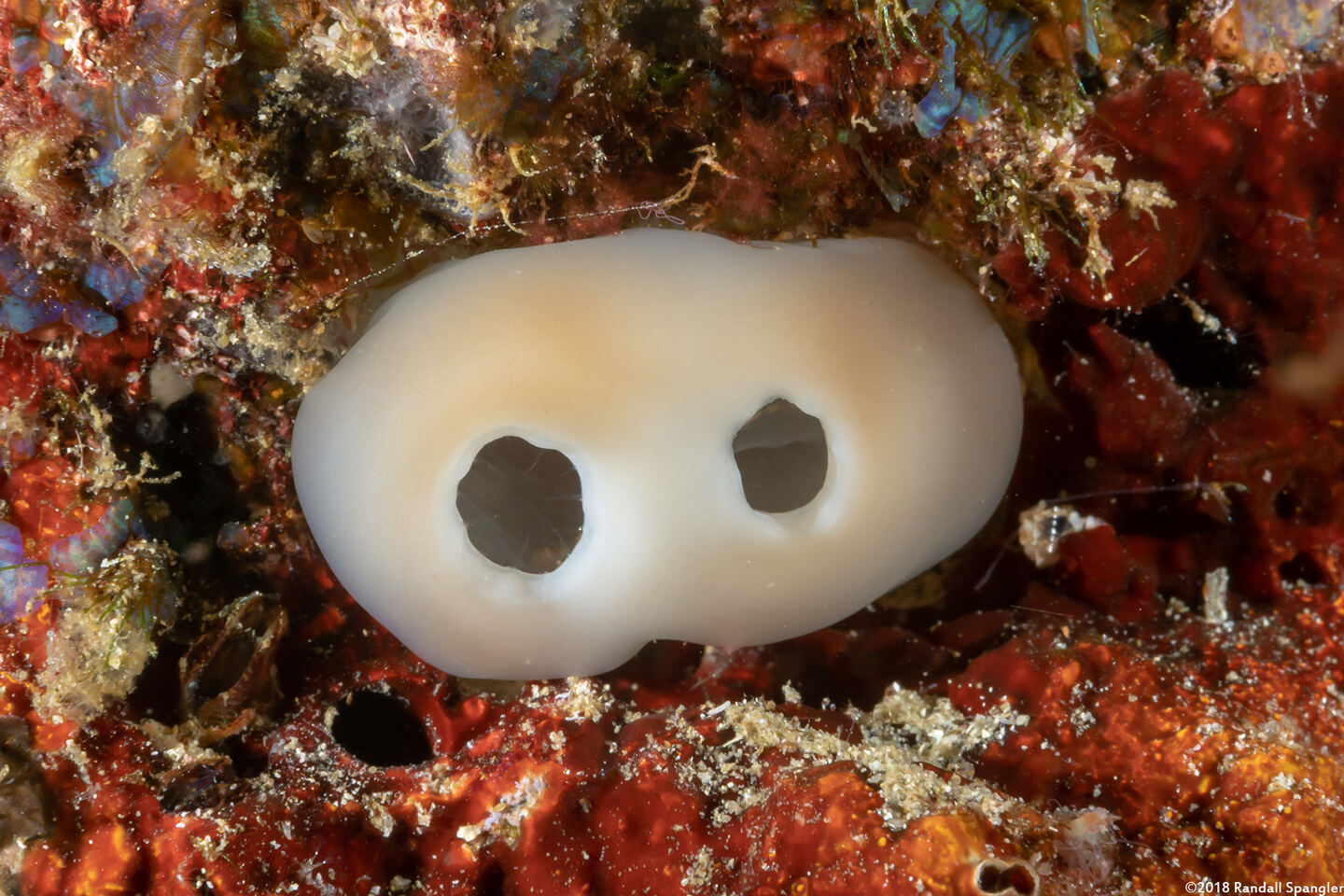 Molgulidae sp.1 (Phlebobranch Ascidian)