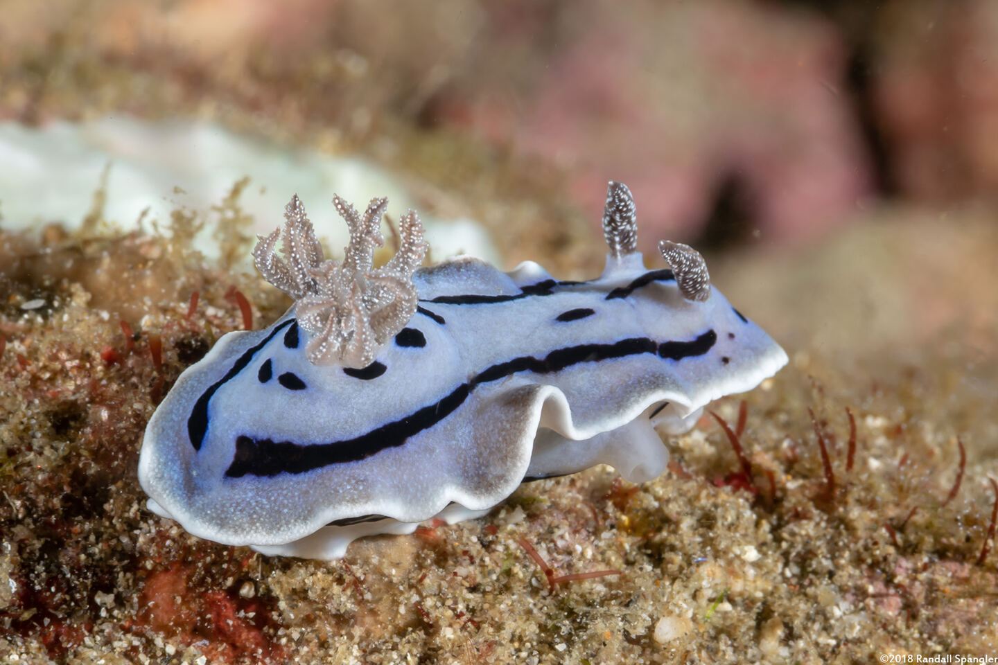Chromodoris willani (Willan's Chromodoris)
