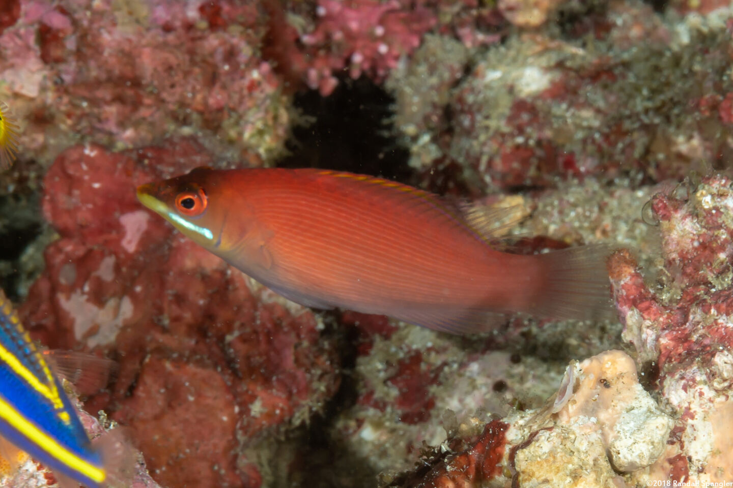 Pseudocheilinus evanidus (Disappearing Wrasse)
