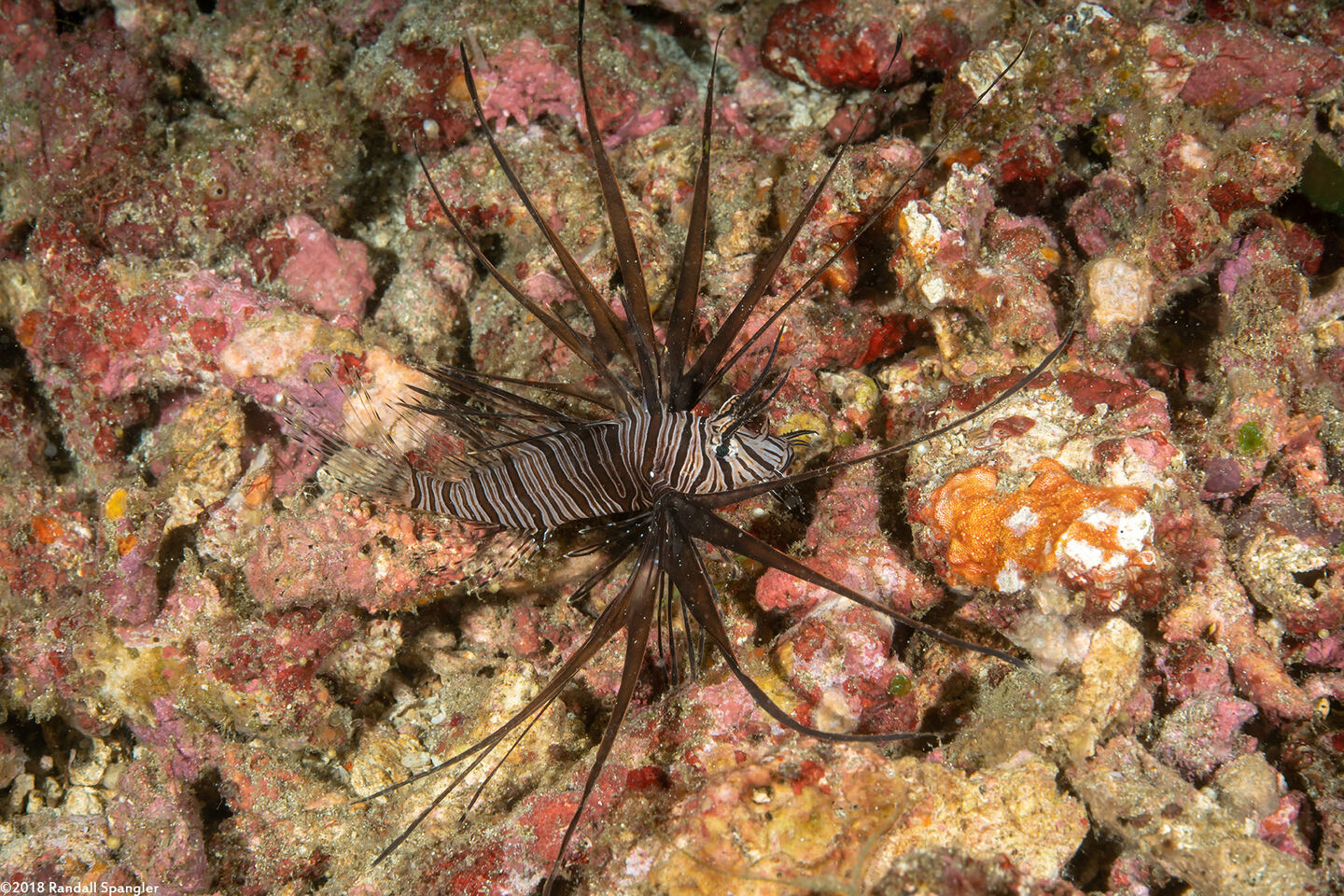 Pterois volitans (Red Lionfish)