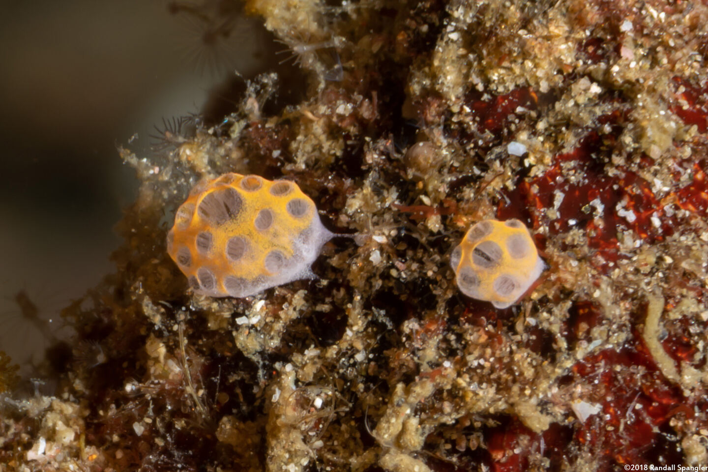 Didemnum mosleyi (Didemnum Mosleyi)