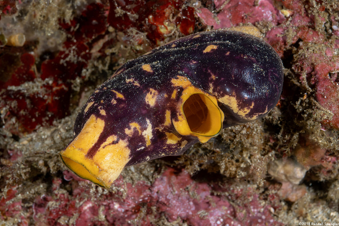 Polycarpa aurata (Ink-Spot Sea Squirt)
