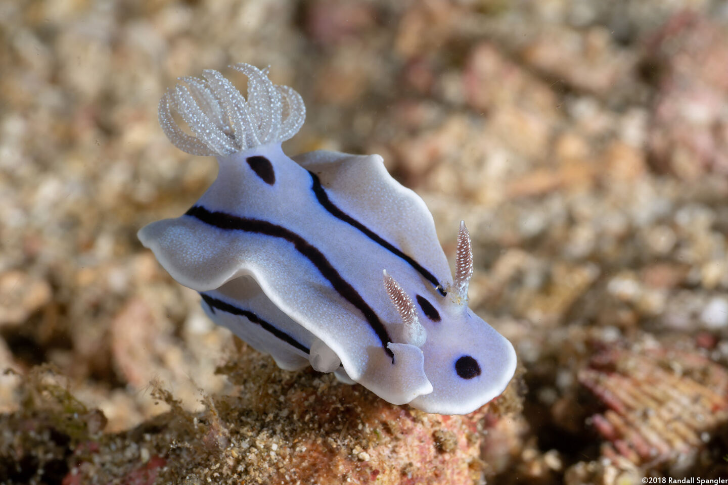 Chromodoris willani (Willan's Chromodoris)