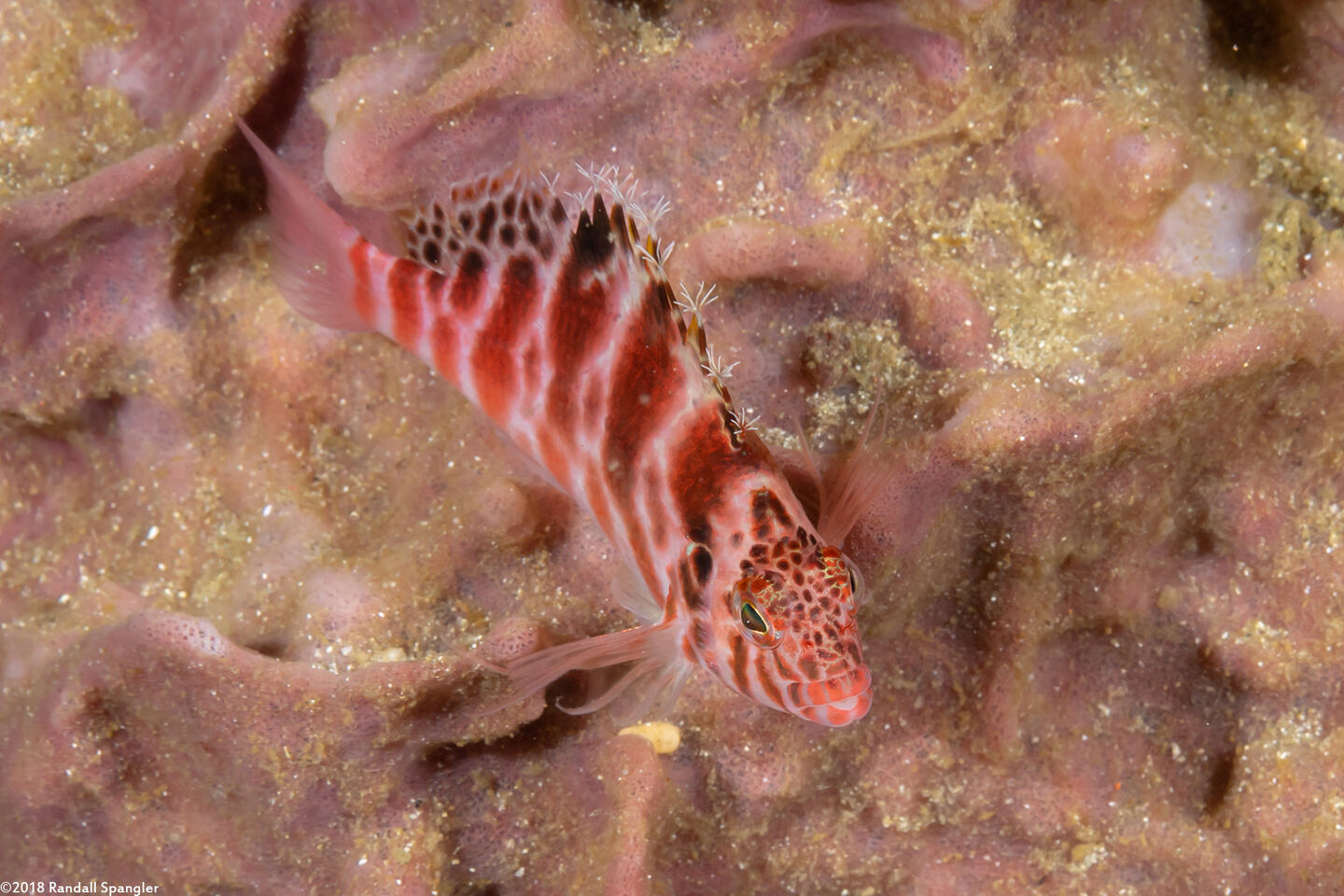 Cirrhitichthys aprinus (Threadfin Hawkfish)