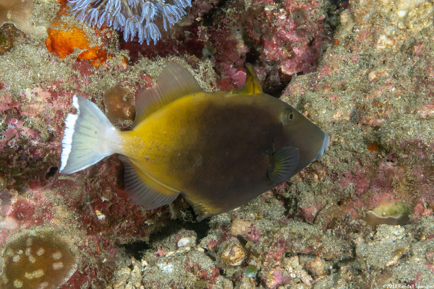 Sufflamen chrysopterum (Flagtail Triggerfish)