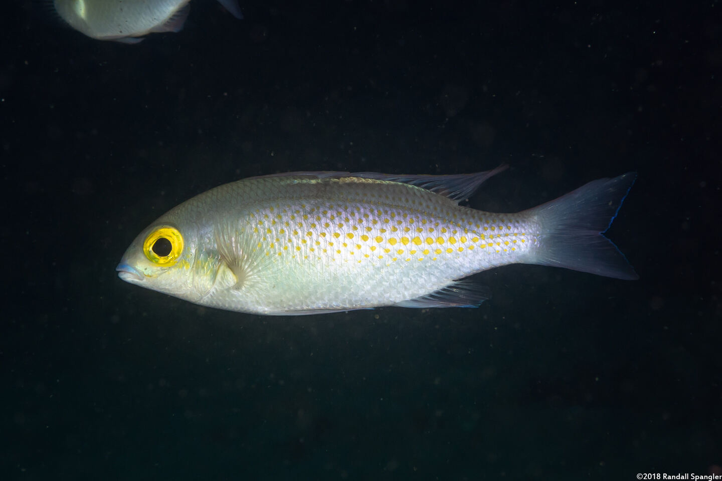 Scolopsis ciliata (Whitestreak Monocle Bream)