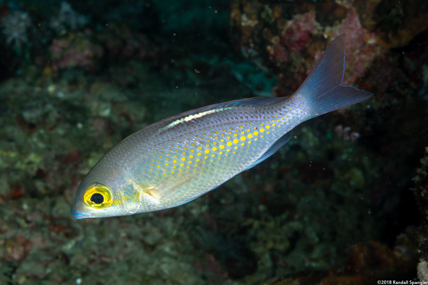 Scolopsis ciliata (Whitestreak Monocle Bream)