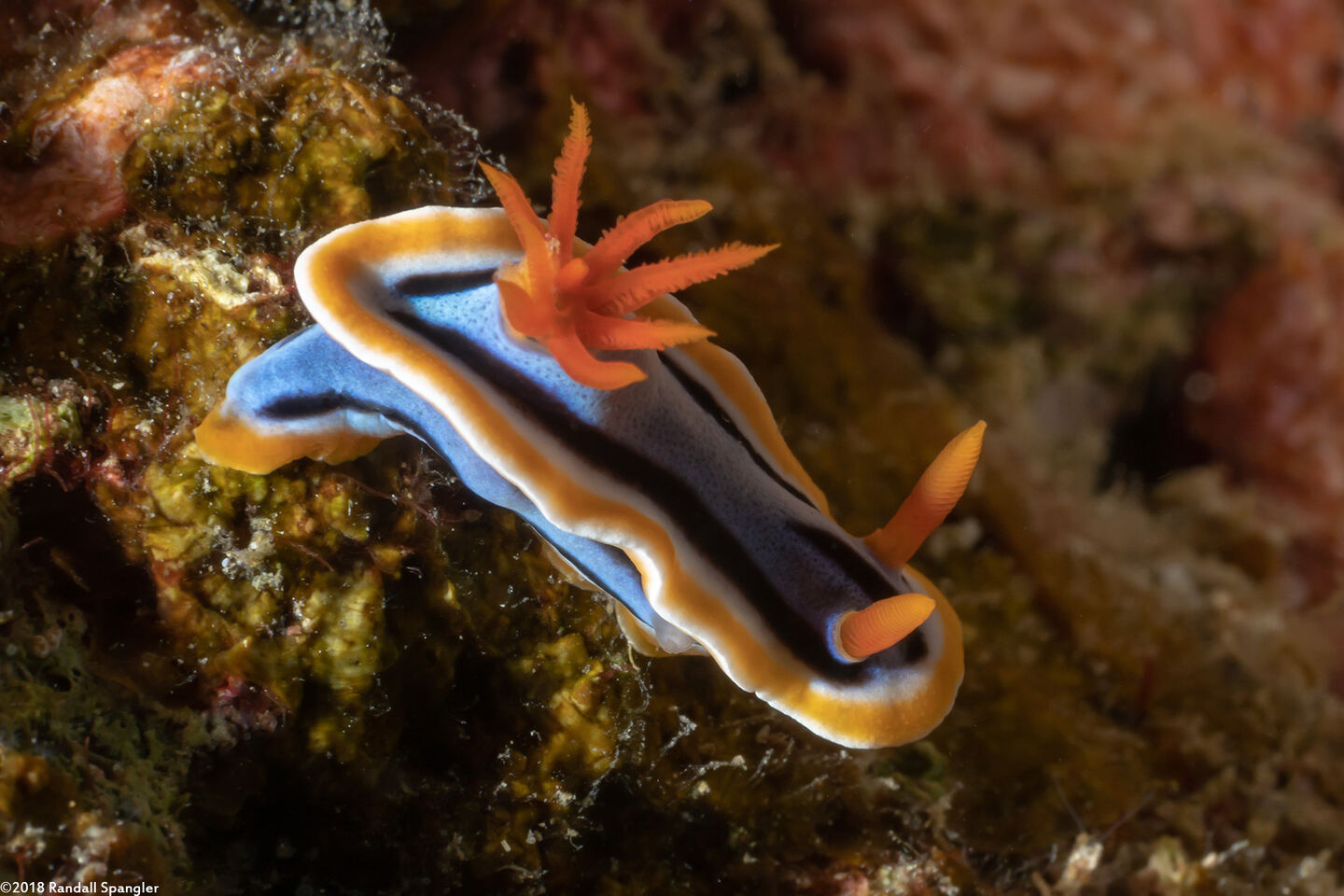Chromodoris annae (Anna's Chromodoris)