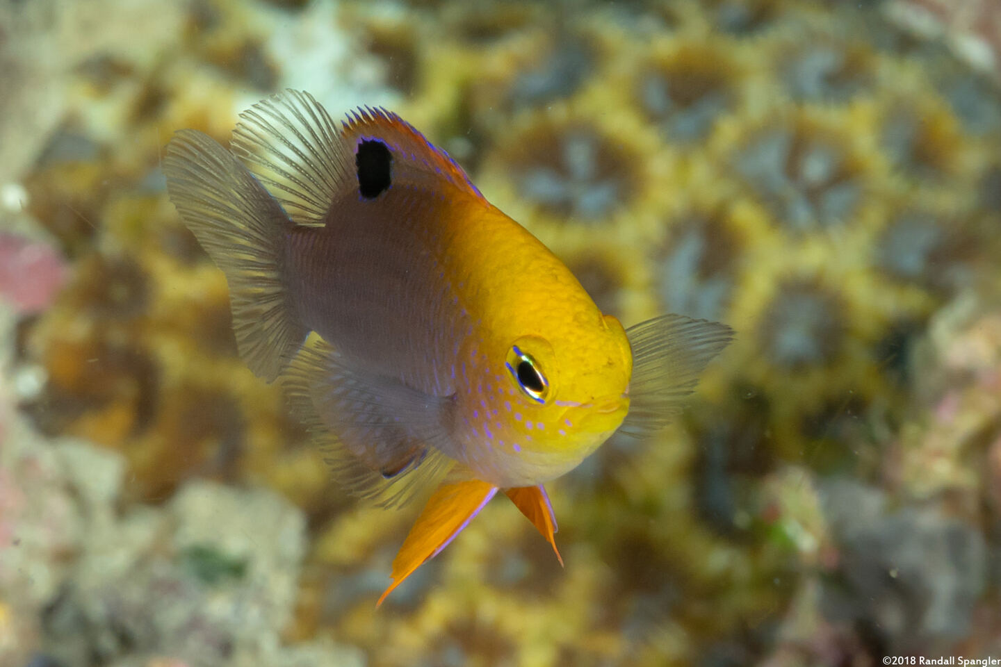 Chrysiptera talboti (Talbot's Damsel)