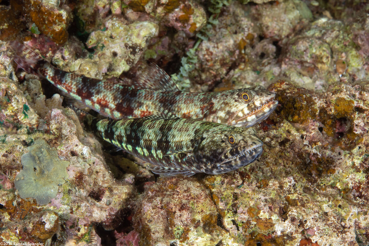 Synodus variegatus (Reef Lizardfish)