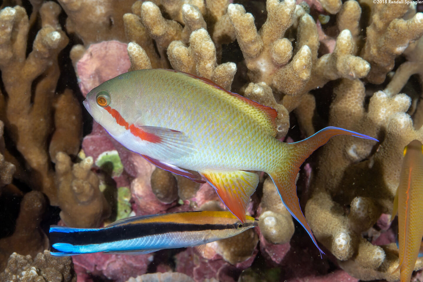 Pseudanthias huchtii (Threadfin Anthias)