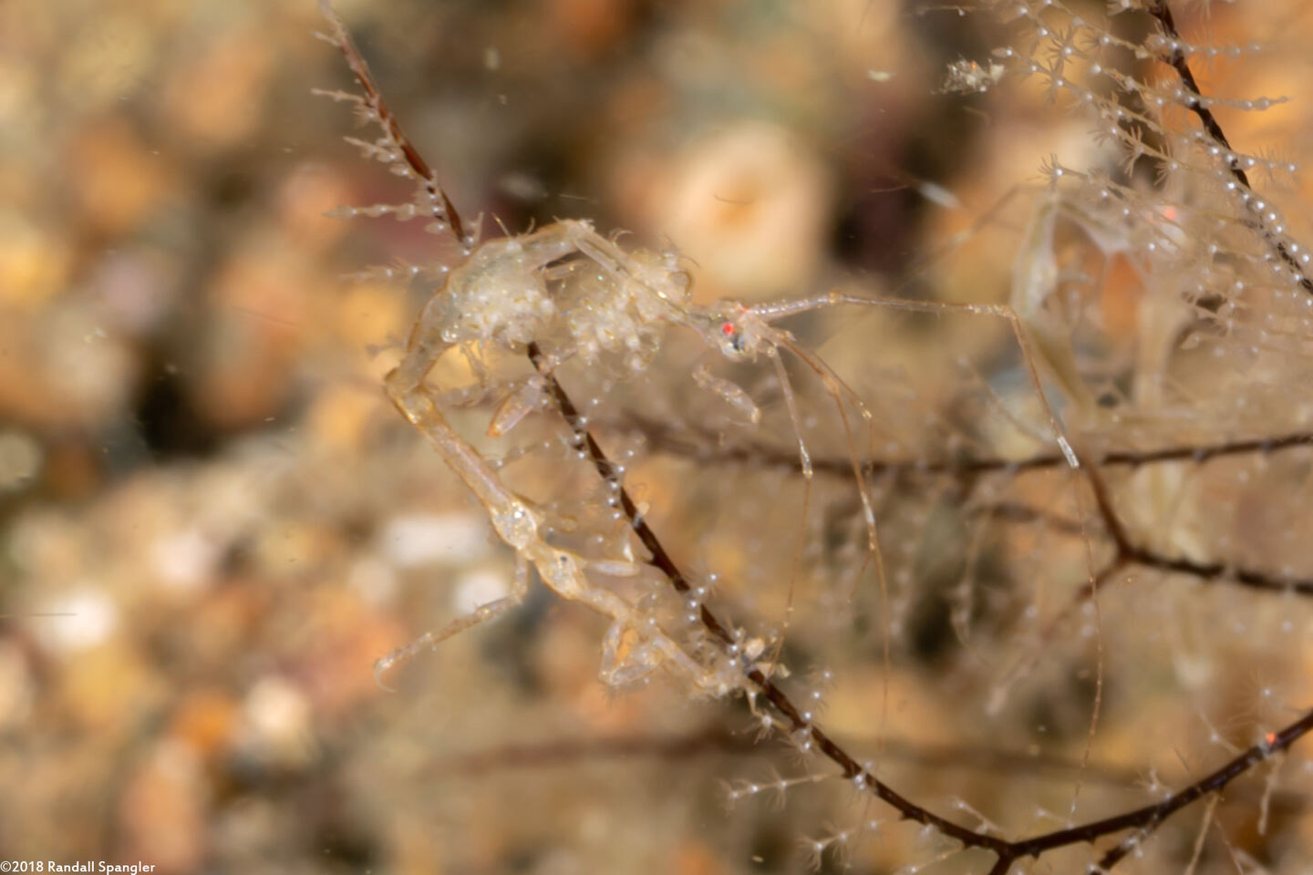 Caprella sp.1 (Skeleton Shrimp)