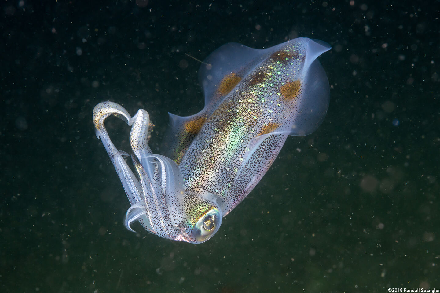 Sepioteuthis lessoniana (Bigfin Reef Squid)