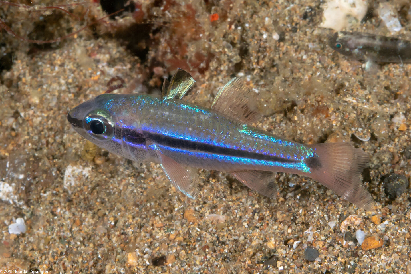 Pristiapogon kallopterus (Iridescent Cardinalfish)