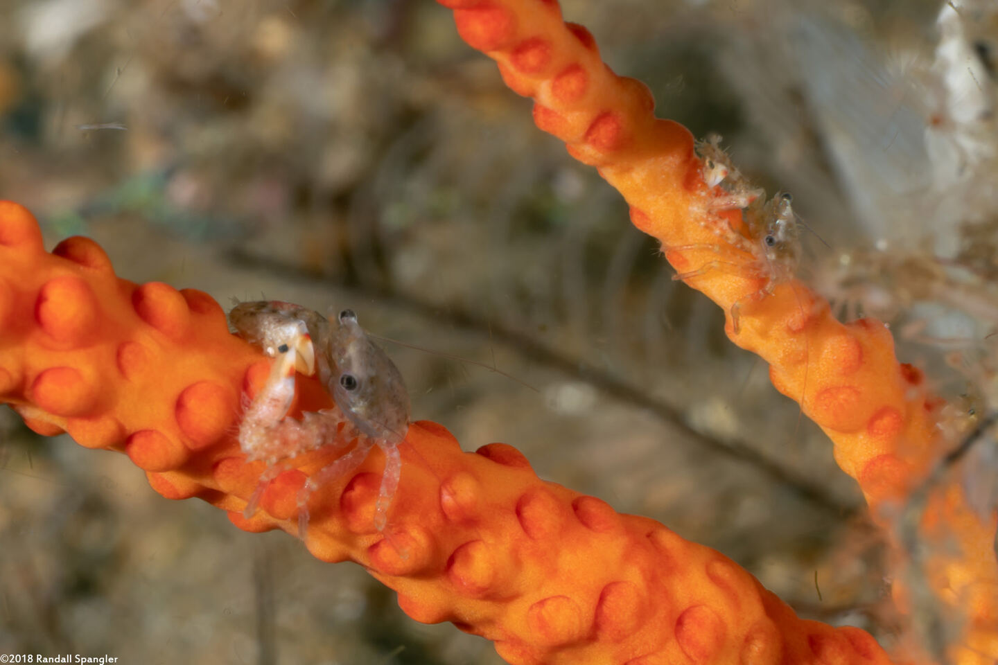 Lissoporcellana spinuligera (Small-Spined Porcelain Crab)