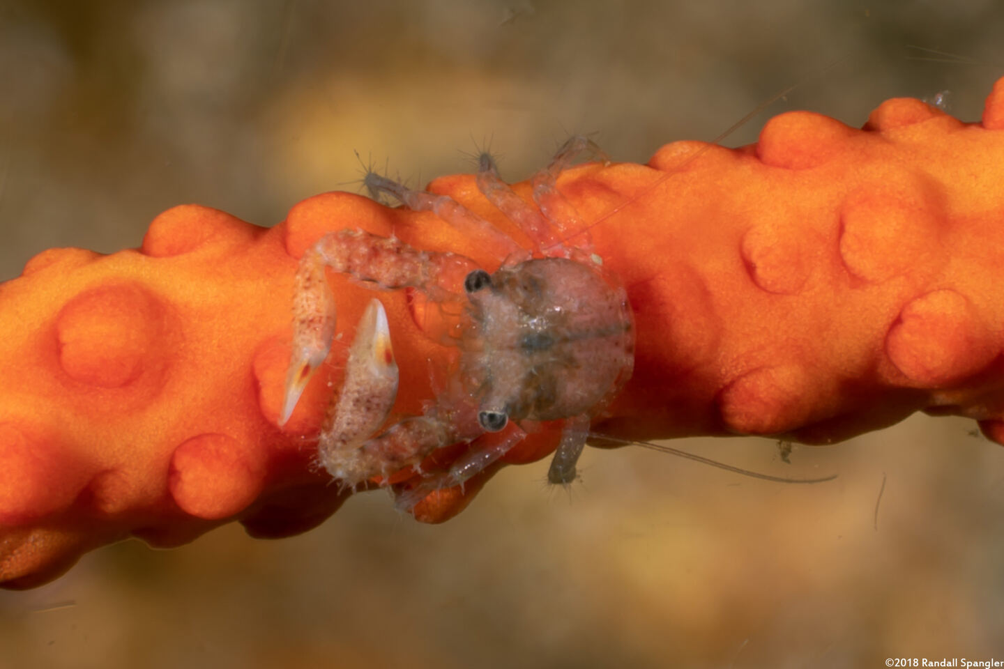 Lissoporcellana spinuligera (Small-Spined Porcelain Crab)
