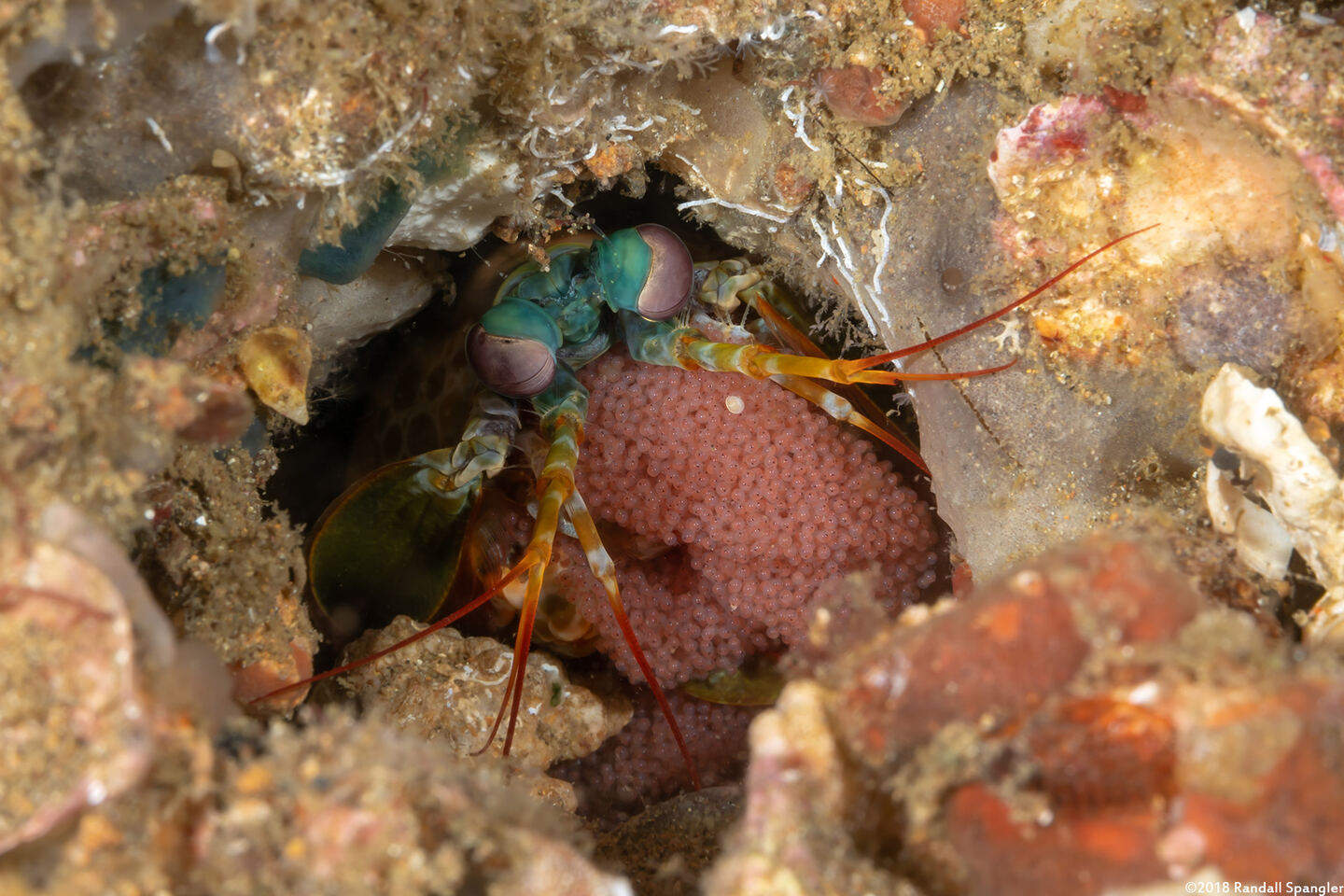 Odontodactylus scyllarus (Peacock Mantis Shrimp)