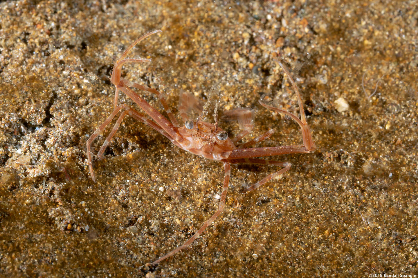 Lupocyclus sp.1 (Scissor Swimming Crab)