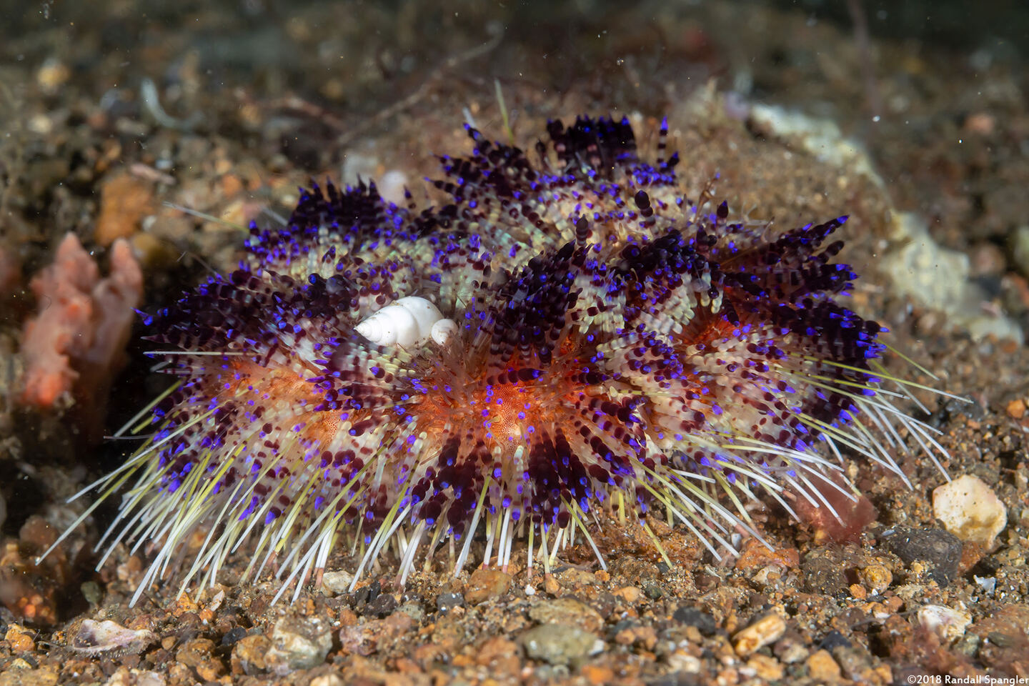 Asthenosoma varium (Variable Fire Urchin)