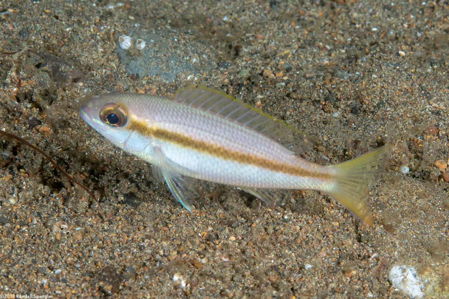 Lutjanus vitta (Brownstripe Snapper)
