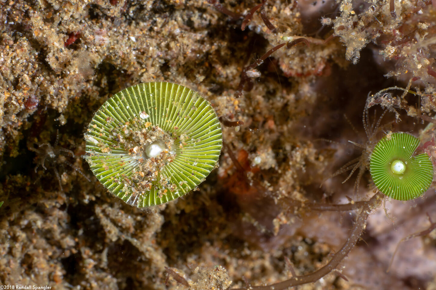 Acetabularia crenulata (White Mermaid's Wineglass)