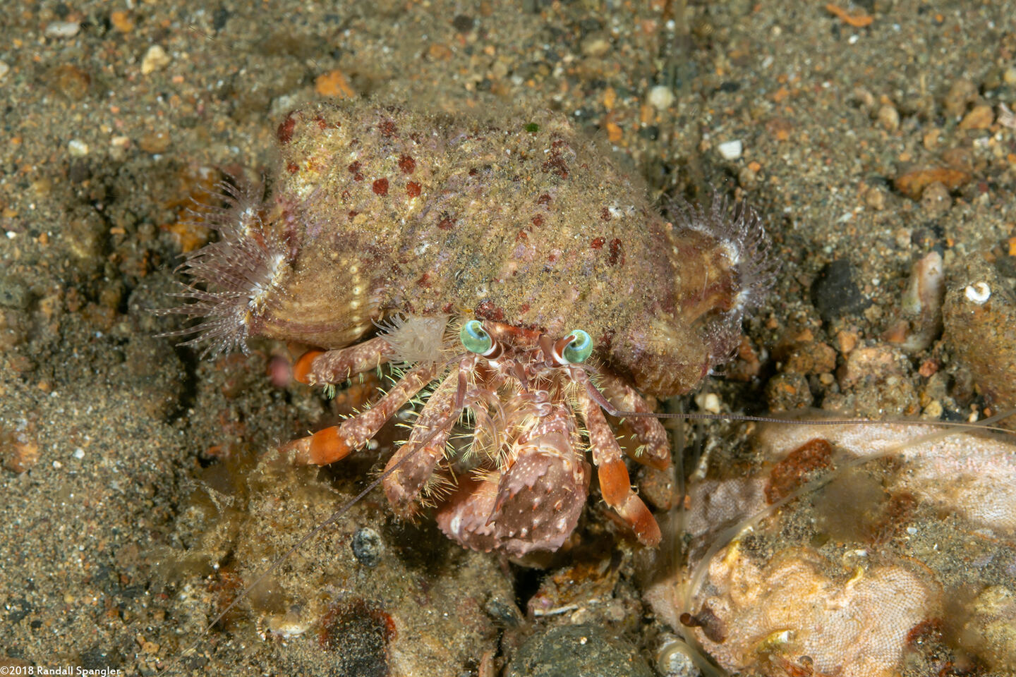 Dardanus pedunculatus (Anemone Hermit Crab)