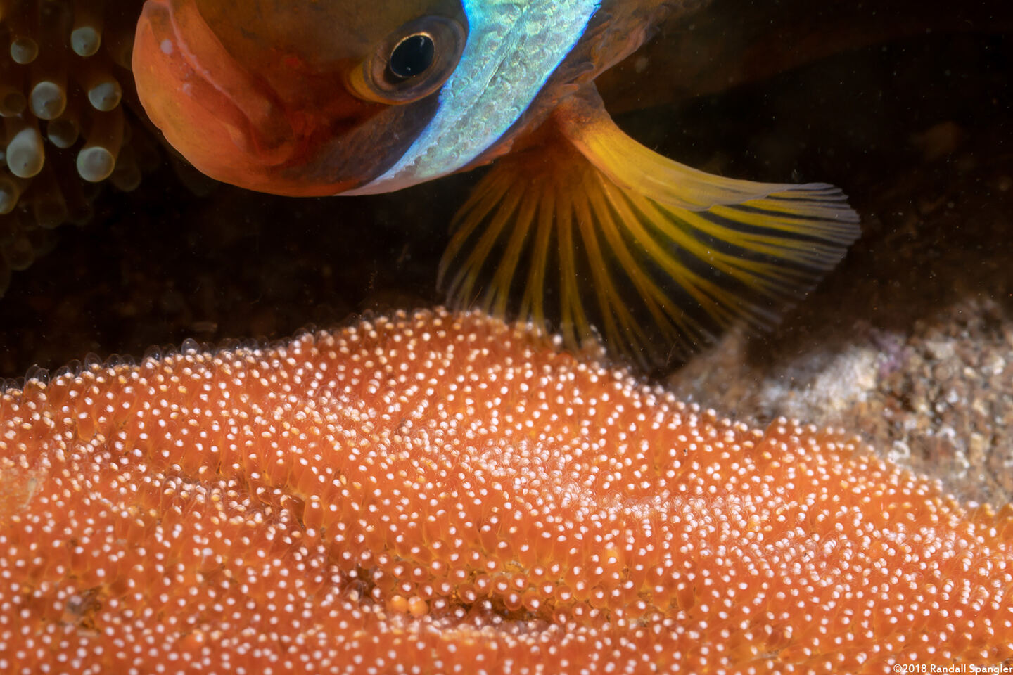 Amphiprion polymnus (Saddleback Anemonefish)