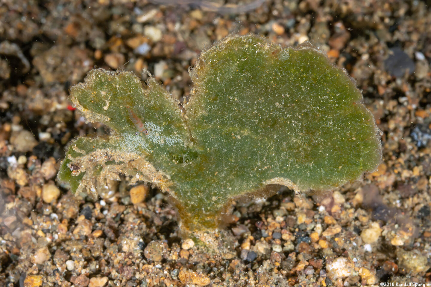 Avrainvillea obscura (Avrainvillea Obscura)