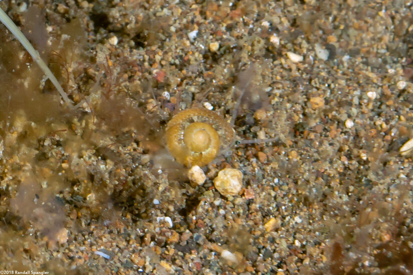 Ethalia guamensis (Guam Button Top Shell)