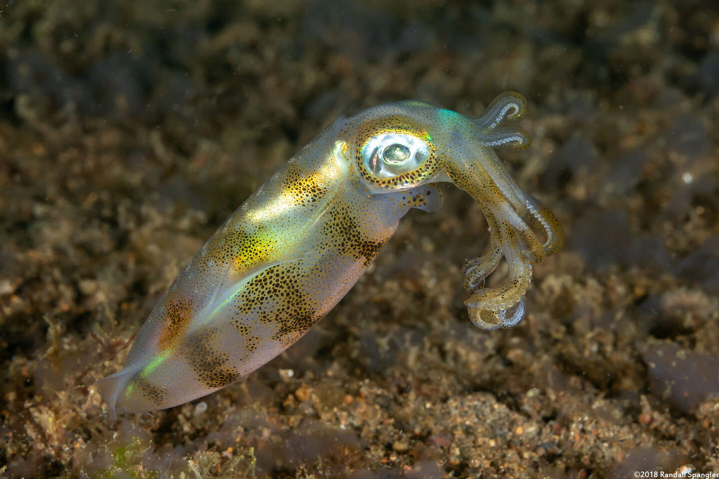 Sepioteuthis lessoniana (Bigfin Reef Squid)