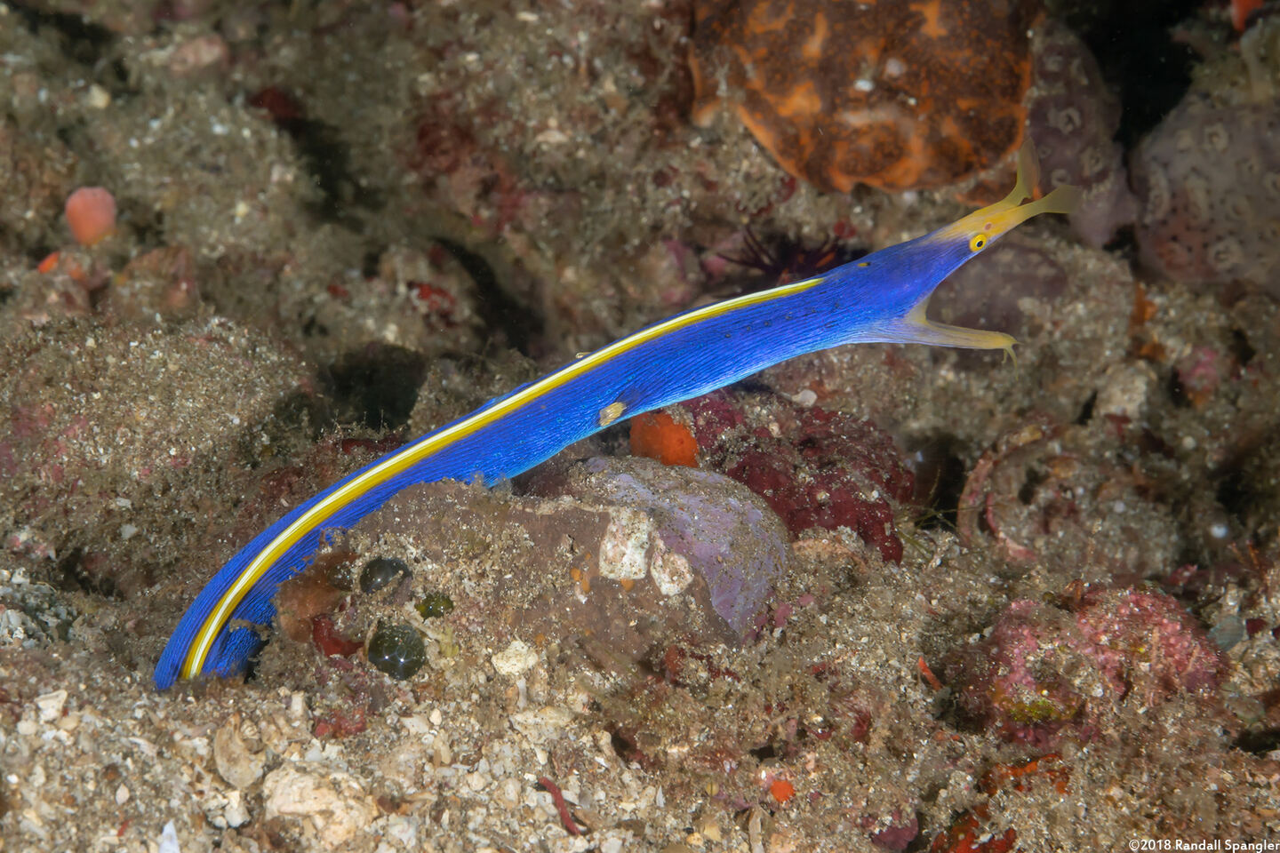 Rhinomuraena quaesita (Ribbon Eel)