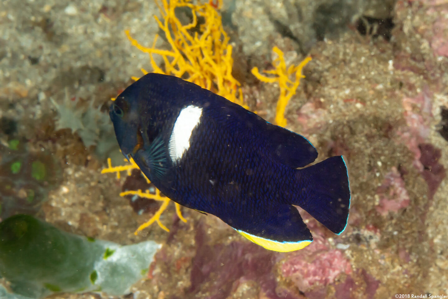 Centropyge tibicen (Keyhole Angelfish)